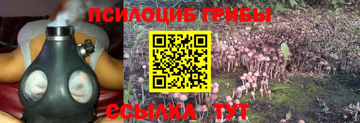 где можно купить   Вход с VPN  Маркс  Галлюциногенные грибы GOLDEN TEACHER 